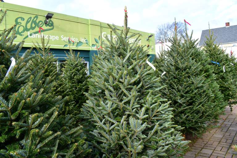 Celebrate the Holidays with Elbers Garden Center: Premium Christmas Trees and Decorations Right in Buffalo!
