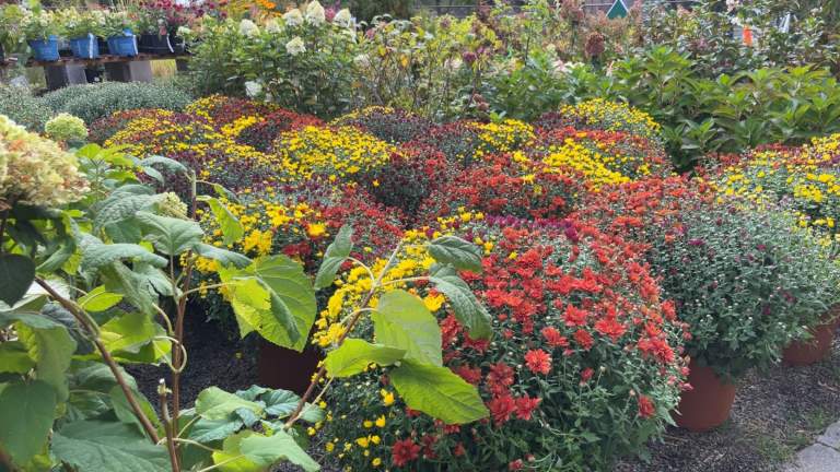 Fall Has Arrived at Elbers Garden Center