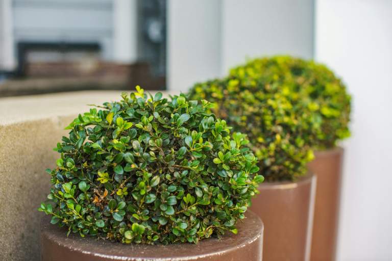 Smart Alternatives to Boxwood for Buffalo Gardens