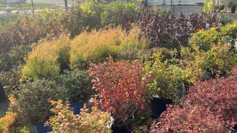 November Sales & Seasonal Update 